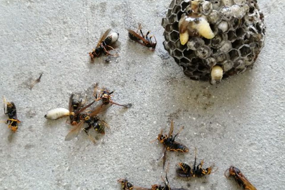 蜂駆除 緊急対応の画像