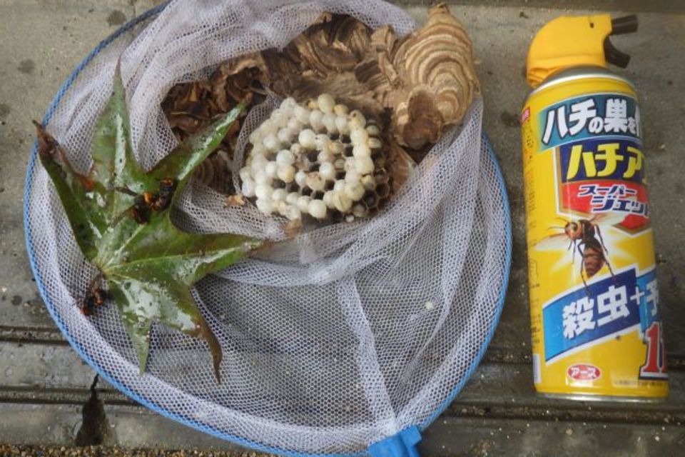 スズメバチ駆除の画像