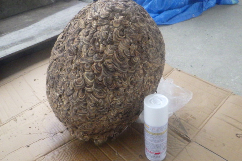 ハチ防除の画像