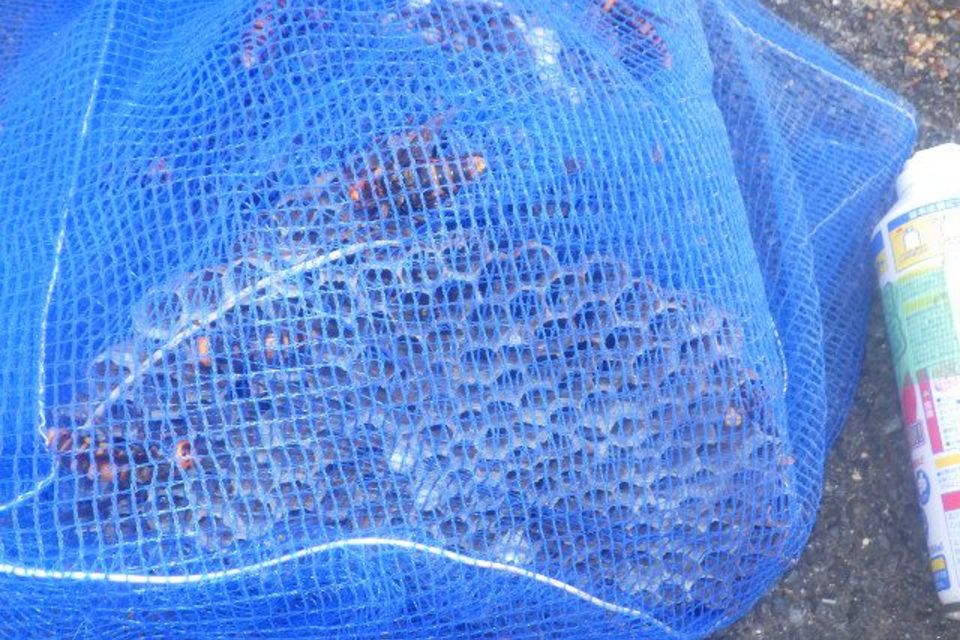 オオスズメバチの駆除の画像