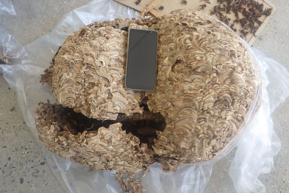 キイロスズメバチ駆除の画像